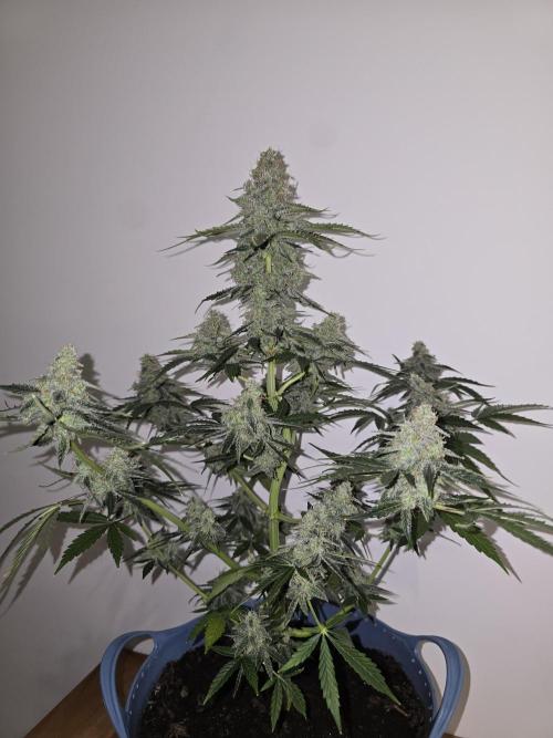 Titan F1 RQS- AliExpress-TEMU Growing. Week 10