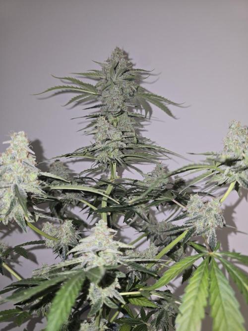 Titan F1 RQS- AliExpress-TEMU Growing. Week 10