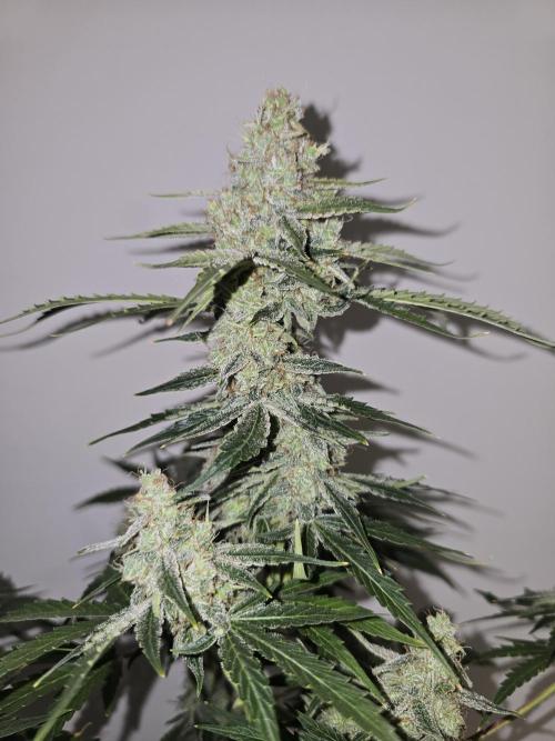 Titan F1 RQS- AliExpress-TEMU Growing. Week 10