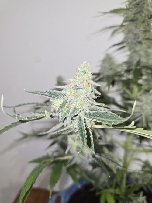 Titan F1 RQS- AliExpress-TEMU Growing. Week 10