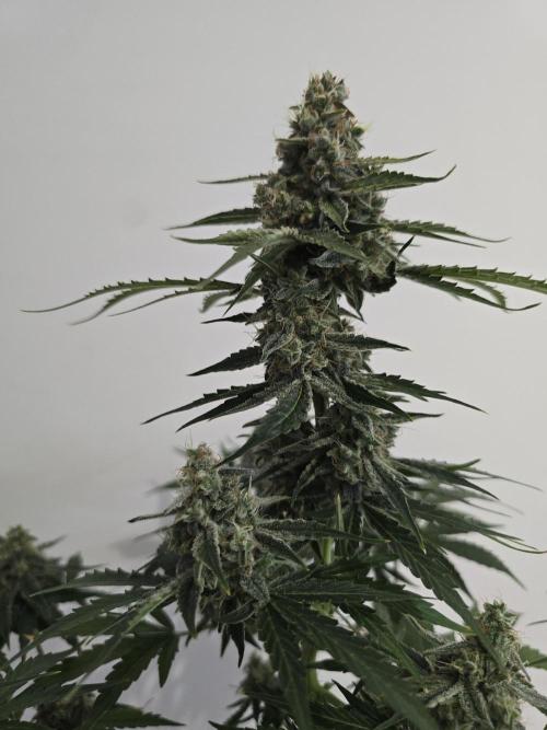 Titan F1 RQS- AliExpress-TEMU Growing. Week 10