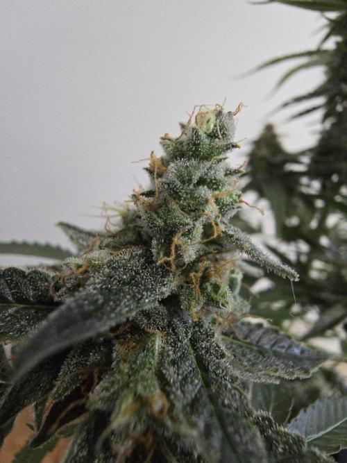 Titan F1 RQS- AliExpress-TEMU Growing. Week 10