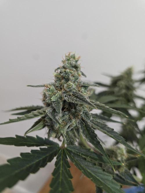 Titan F1 RQS- AliExpress-TEMU Growing. Week 10