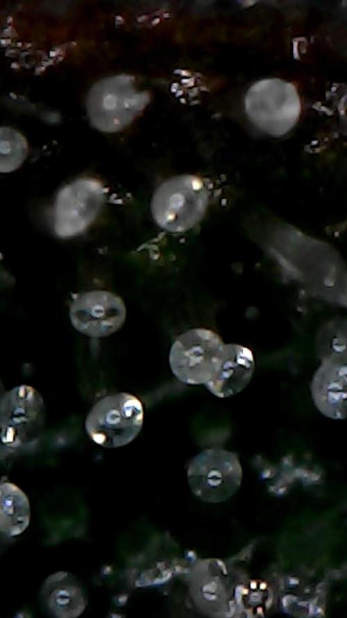 Titan F1 RQS- AliExpress-TEMU Growing. Week 10