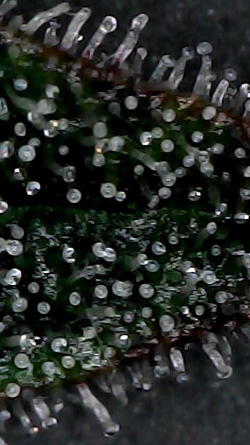 Titan F1 RQS- AliExpress-TEMU Growing. Week 10