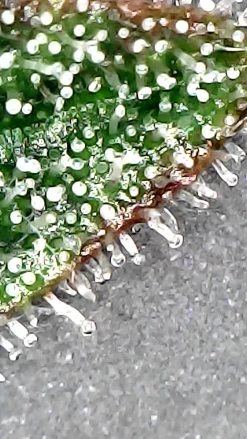 Titan F1 RQS- AliExpress-TEMU Growing