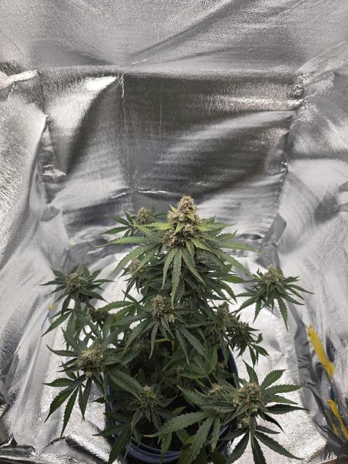 Titan F1 RQS- AliExpress-TEMU Growing. Week 11