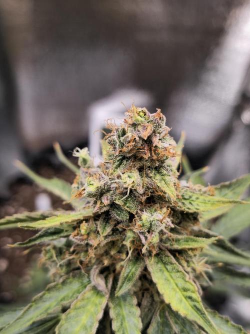 Titan F1 RQS- AliExpress-TEMU Growing. Week 11