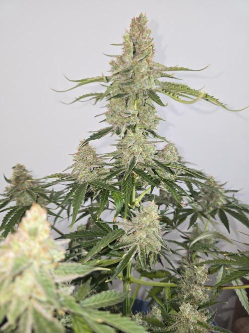 Titan F1 RQS- AliExpress-TEMU Growing. Week 11