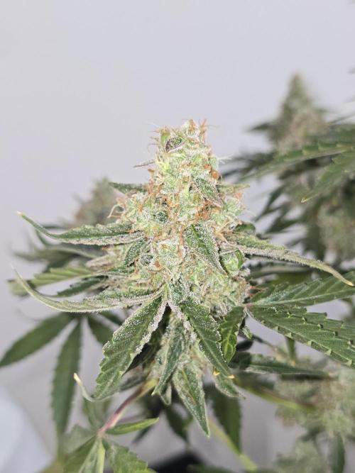 Titan F1 RQS- AliExpress-TEMU Growing. Week 11