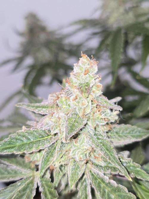 Titan F1 RQS- AliExpress-TEMU Growing. Week 11