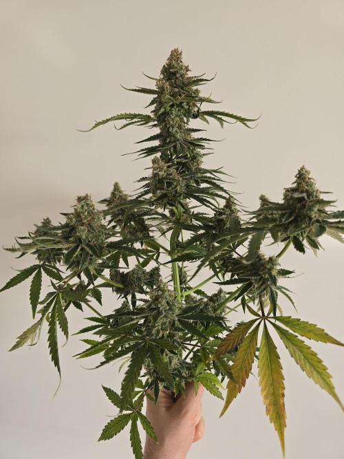 Titan F1 RQS- AliExpress-TEMU Growing. Week 11