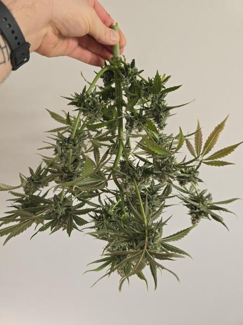 Titan F1 RQS- AliExpress-TEMU Growing. Week 11