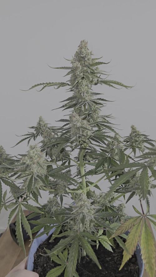 Titan F1 RQS- AliExpress-TEMU Growing