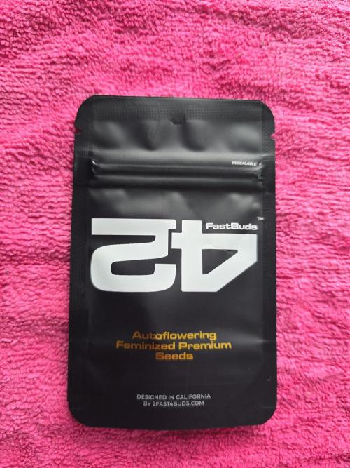 Cookie 🍪 Monster. Week 0