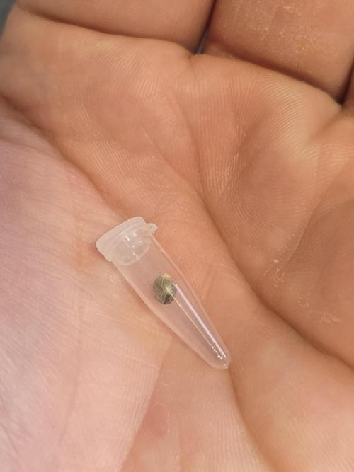 Cookie 🍪 Monster. Week 0