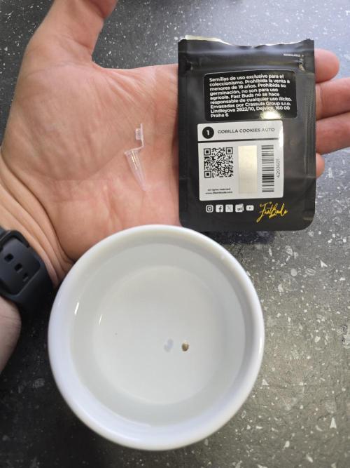 Cookie 🍪 Monster. Week 0