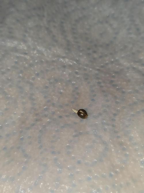 Cookie 🍪 Monster. Week 0