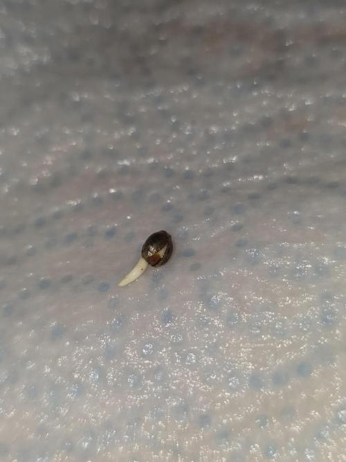 Cookie 🍪 Monster. Week 0