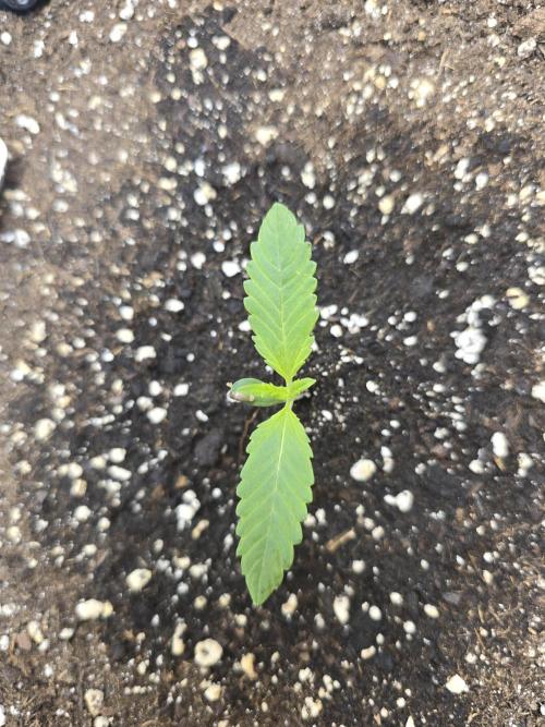 Cookies 🍪 🍪  Monster. Week 1