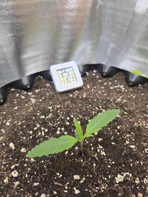 Cookies 🍪 🍪  Monster. Week 1