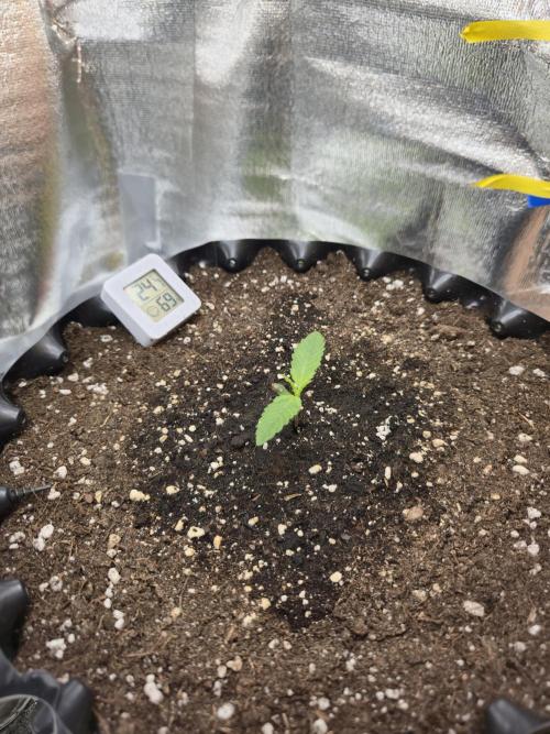 Cookies 🍪 🍪  Monster. Week 1