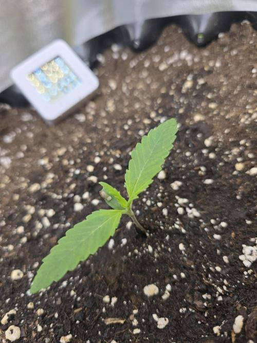 Cookies 🍪 🍪  Monster. Week 1