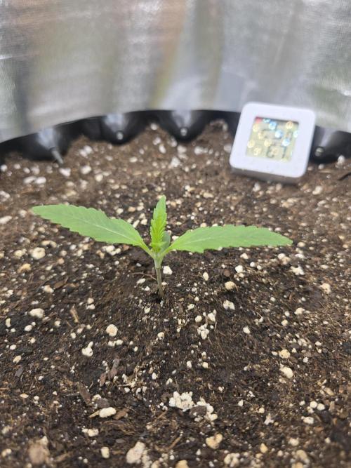 Cookies 🍪 🍪  Monster. Week 1