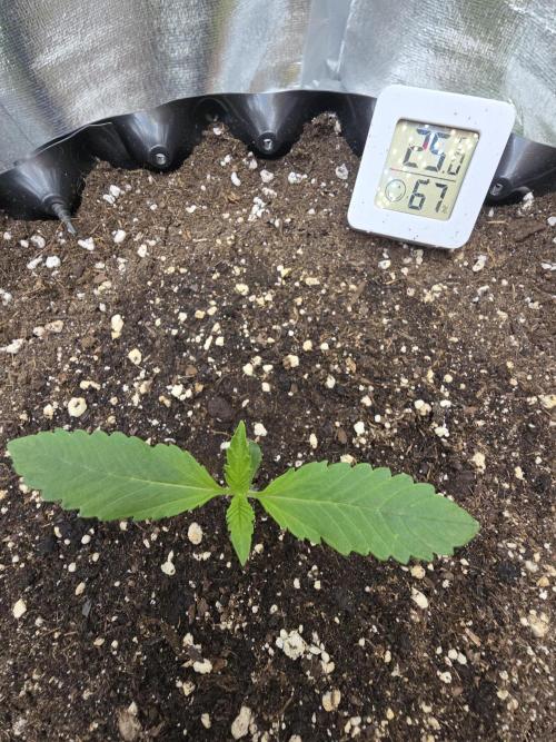 Cookies 🍪 🍪  Monster. Week 1