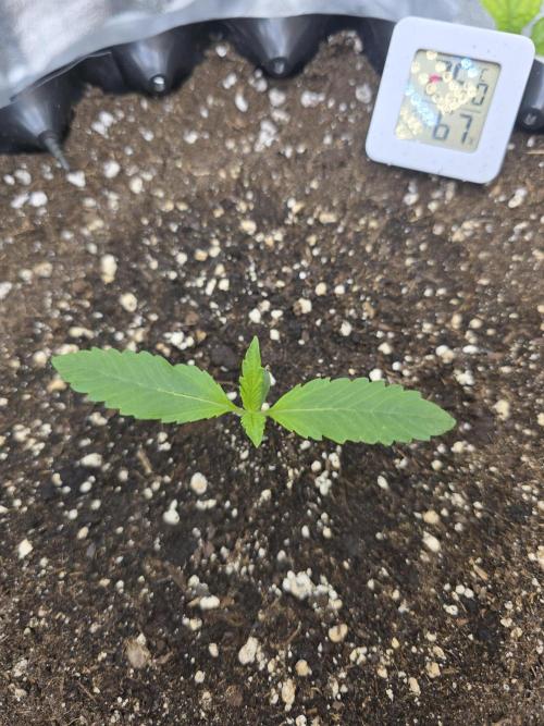 Cookies 🍪 🍪  Monster. Week 1