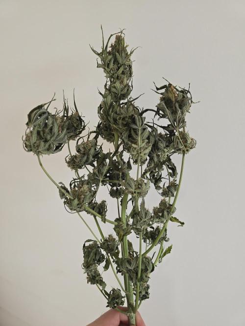 Titan F1 RQS- AliExpress-TEMU Growing. Week 12