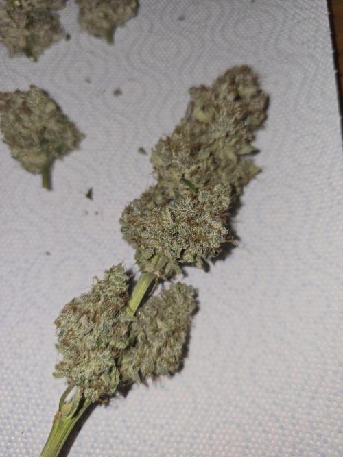 Titan F1 RQS- AliExpress-TEMU Growing. Week 12