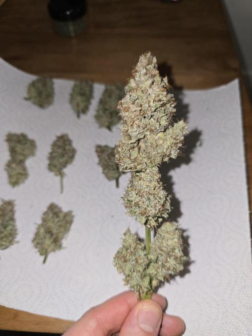 Titan F1 RQS- AliExpress-TEMU Growing. Week 12