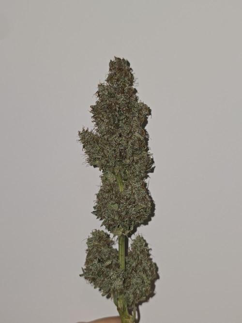 Titan F1 RQS- AliExpress-TEMU Growing. Week 12