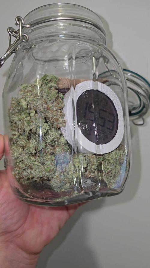 Titan F1 RQS- AliExpress-TEMU Growing