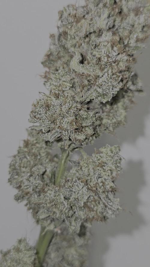 Titan F1 RQS- AliExpress-TEMU Growing