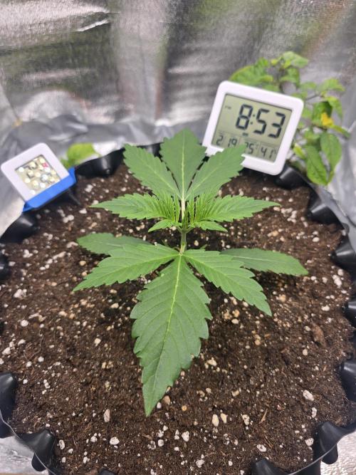 Cookies 🍪 🍪  Monster. Week 2