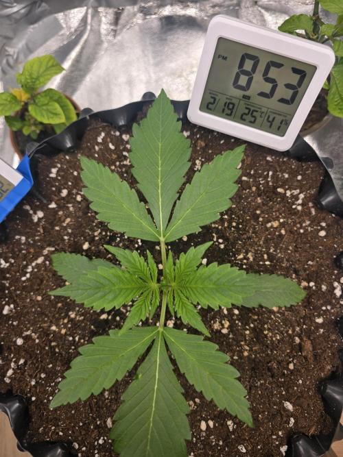 Cookies 🍪 🍪  Monster. Week 2