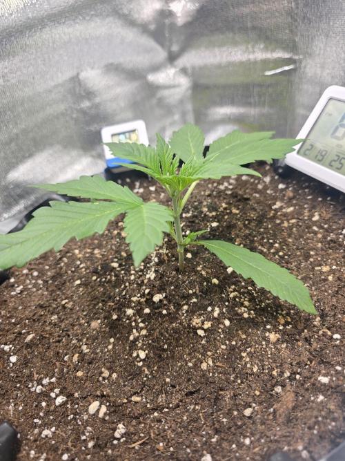 Cookies 🍪 🍪  Monster. Week 2