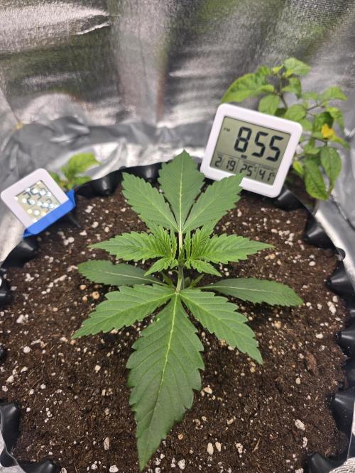 Cookies 🍪 🍪  Monster. Week 2