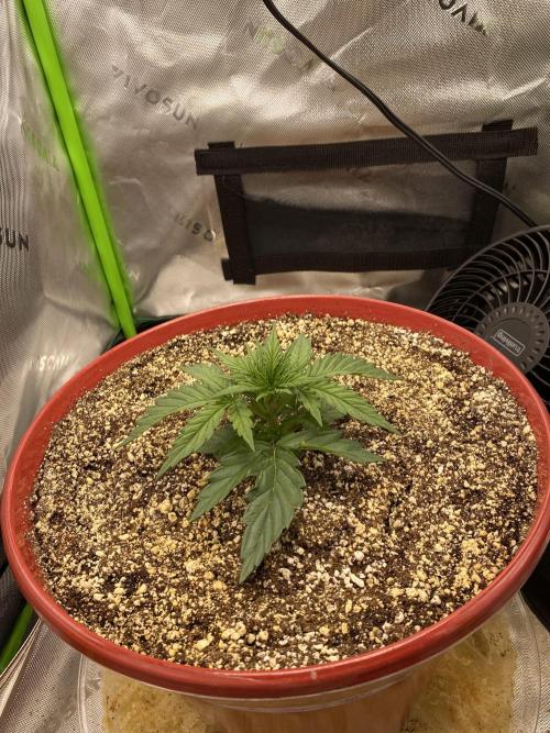 First grow in 2 years. Week 2