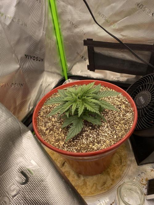 First grow in 2 years. Week 2