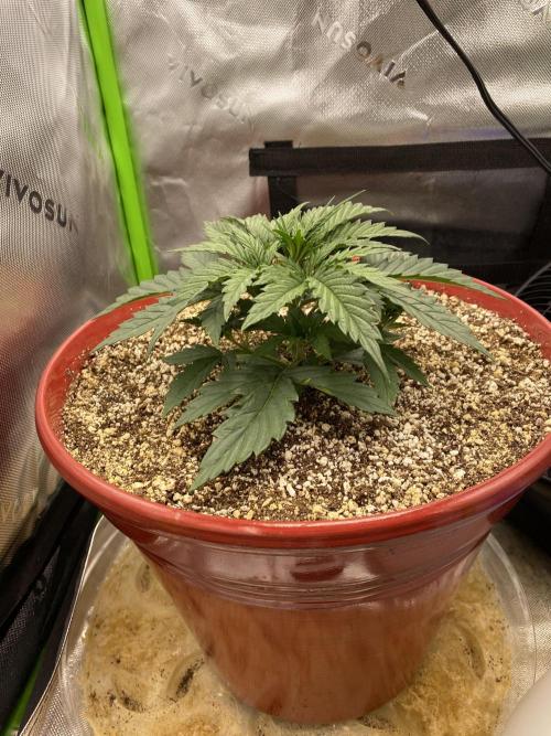 First grow in 2 years. Week 2