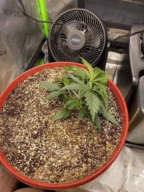 First grow in 2 years. Week 2