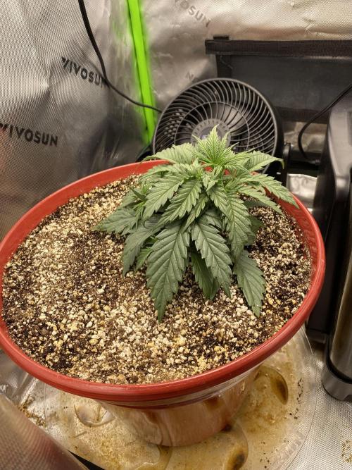 First grow in 2 years. Week 2