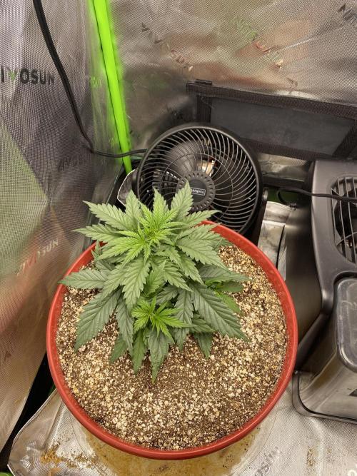 First grow in 2 years. Week 2