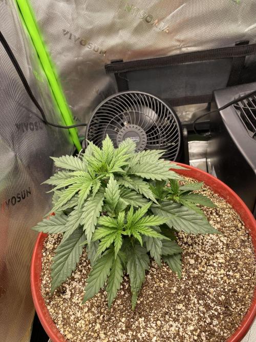 First grow in 2 years. Week 2