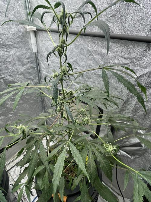 Black opium(Divine Seeds). Week 9