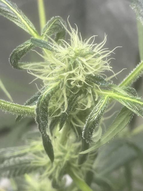 Black opium(Divine Seeds). Week 9