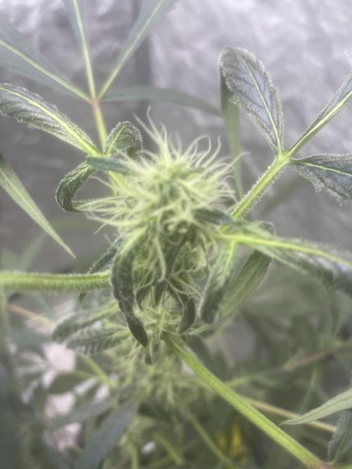 Black opium(Divine Seeds). Week 9